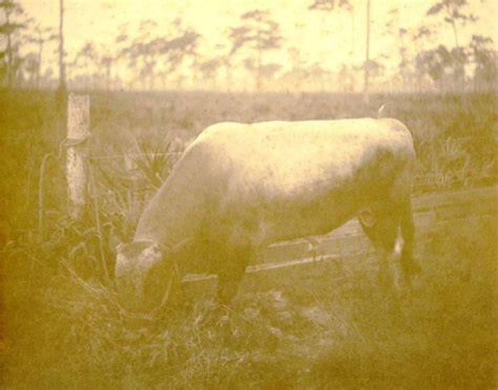 Florida Memory &bull; Portrait of Patricia Beech Tallahassee, Florida.